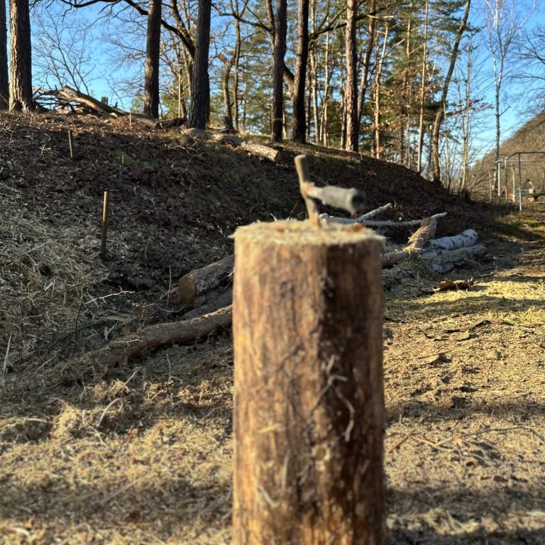 Ein dicker Baumstumpf steht in einer lichtdurchfluteten Waldlandschaft.