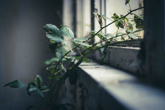 Eine grüne Pflanze wächst auf einer Fensterbank in einem schattigen Raum.